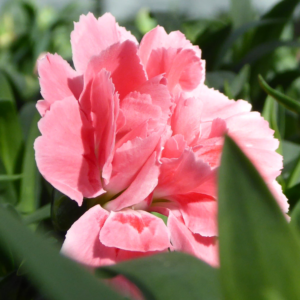 Gartennelken stehen für die Liebe