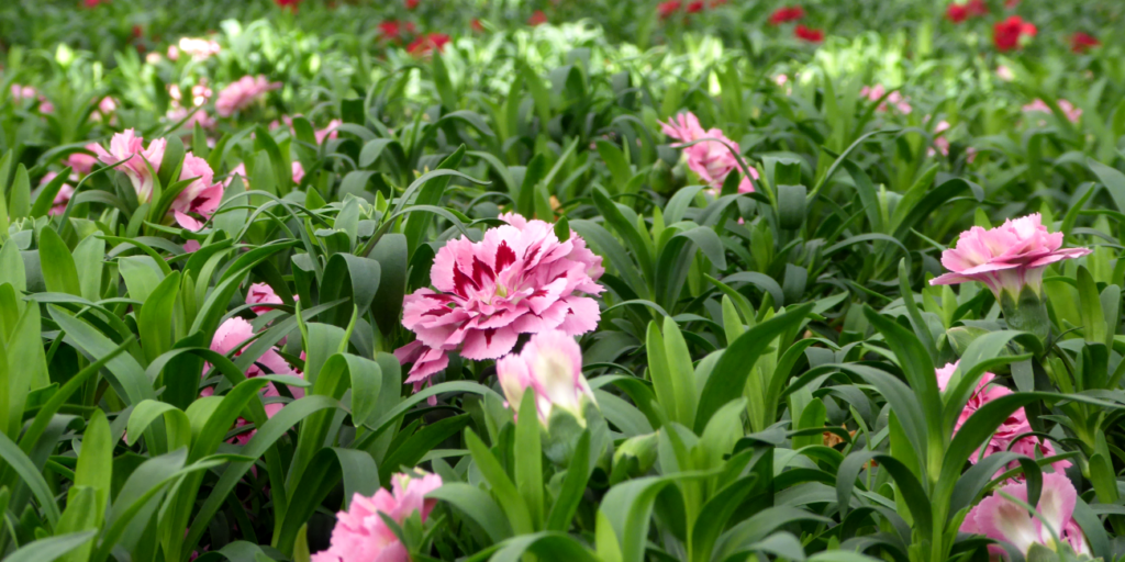 Gartennelken pflegen leicht gemacht.