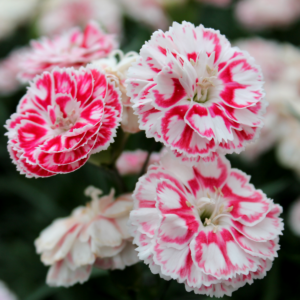 Nelken mit zweifarbigen Blüten sind besondere Hingucker.